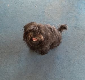 Bibi