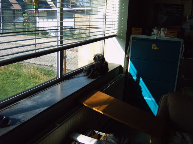 Nunu auf dem Fensterbrett im Arbeitszimmer